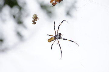 Goldene Seidenspinne (Nephila clavipes)