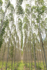 Fototapeta premium eucalyptus plant field