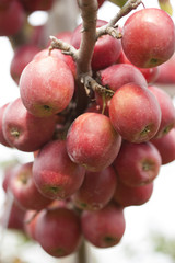 リンゴ　アルプス乙女