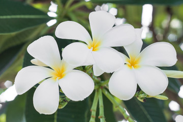 beautiful white frangipani flowers