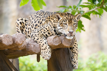 Leopard