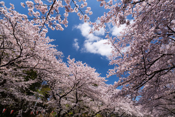 桜が満開の上野公園