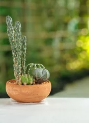 Foto op Plexiglas Cactus in pot Cactus in een aarden pot