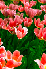 Tulips bloom in the garden