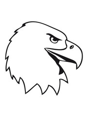 Eagle bird of prey Eagle head