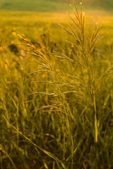 Obraz premium Golden wild grass at sunset