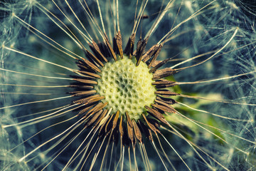 Dandelion with abstract background. Dandelion flower in detail 