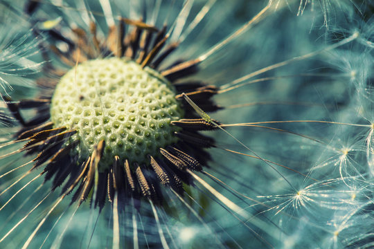 Fototapeta Dandelion with abstract background. Dandelion flower in detail 
