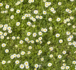 Photo sur Aluminium Marguerites Spring meadow with daisies