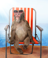Fototapeta premium Funny monkey relaxing on a beach chair