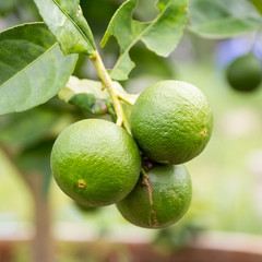 lime tree