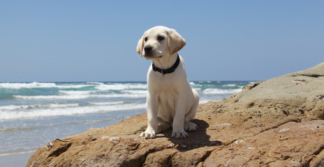 Cute Labrador Retriever Puppy at the Beach on a Rock