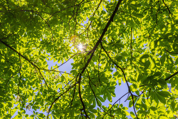 The sun's rays through the branches of chestnut