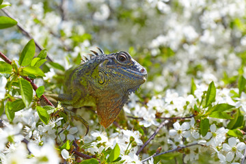 Iguana on the branches of cherry tree