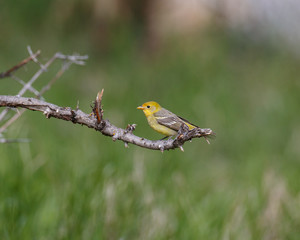 A female western tanager perched on a branch.