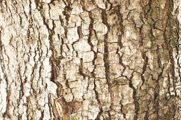 tamarind texture