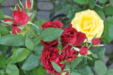 Red Rose flower