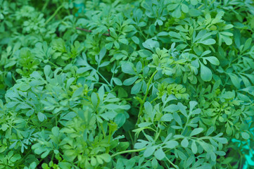 Green Ruta plant
