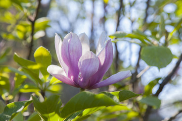 Magnolia blossom