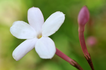 Fototapeta premium Gros plan sur une fleur de jasmin