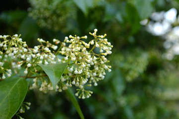 Parameria flower, Parameria sp., Central of Thailand