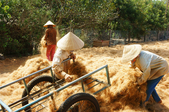 Asian worker, coconut, Vietnamese, coir, Mekong Delta
