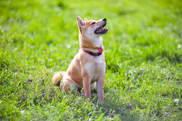 A young shiba inu sits in the park