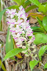 Pink Orchid Flowers - Rhynchostylis