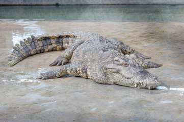 Thai alligator