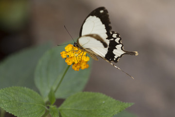butterfly on flower