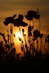 Naklejka premium Poppies at sunset