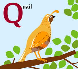 Animal alphabet for the kids: Q for the Quail