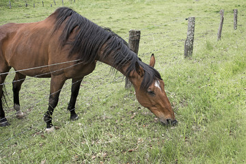 cheval brun en enclos