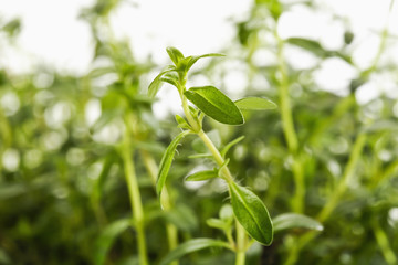 Bohnenkraut (Satureja hortensis),