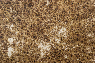 Animal leather pattern background. Used look paper texture