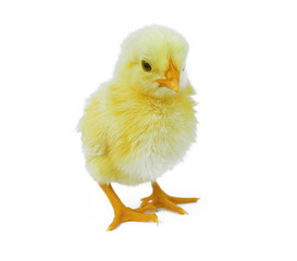 chick