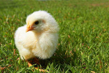chick