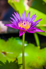 Pink Lotus Flower