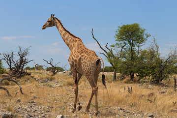 Giraffe