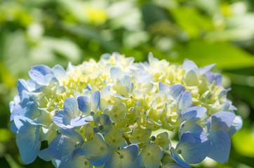 hydrangea