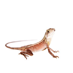 The Brown-patched Kangaroo lizard on white