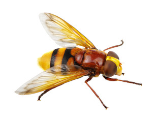 Horsefly