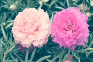 flowers with filter effect retro vintage style