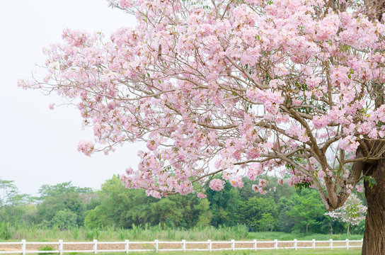 Pink Trumpet Tree 