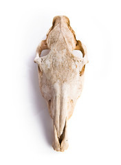 Horse skull © luismolinero