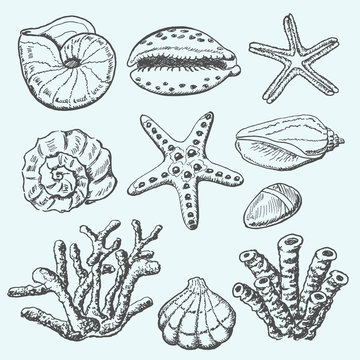 Vector collection of sea shells, coral and starfish. Hand drawing illustration