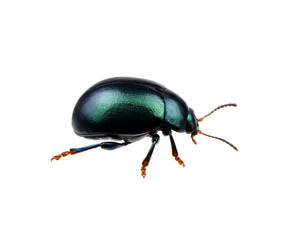 Green beetle