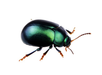 Green beetle