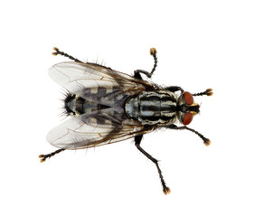 fly on a white