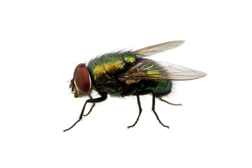 green fly